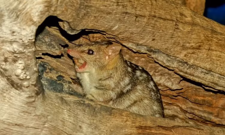 Đó là những con thú túi Antechinus đực sẽ nhanh chóng suy giảm hệ miễn dịch khi máu tràn ngập những hormone gây căng thẳng và testosterone. Loài thú túi này sau đó sẽ bị rụng lông và bắt đầu chảy máu bên trong, cơ thể bị phân hủy từ trong ra ngoài.