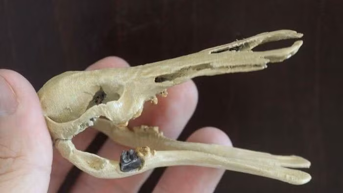 Patagorhynchus pascuali, "tổ tiên" của thú mỏ vịt ngày nay, sống ở khu vực ngày nay là Patagonia, miền nam Argentina, vào cuối kỷ Phấn trắng (khoảng 70 triệu năm trước). Vào thời điểm đó, Argentina là một phần của Gondwana, một siêu lục địa cổ đại ở Nam bán cầu.