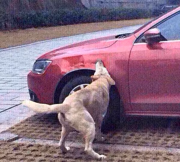 Chú chó gọi cả đàn phá xe bốn bánh vì bị đánh - Hình 2 Chu cho goi ca dan pha xe bon banh vi bi danh-Hinh-2