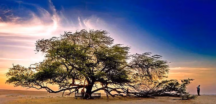 Những cây Mesquite và cây Khejri phát triển hệ thống rễ cây cực sâu, bằng cách này các nhà khoa học tin rằng các cây này có thể tìm tới nguồn nước để cung cấp cho cây. Độc lạ cây cảnh 10 loại quả 