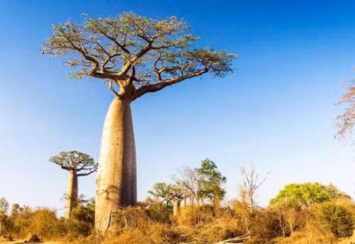 Tuy nhiên loài Baobab này lại đang đứng trước nguy cơ tuyệt chủng cao. Phần thân cây phình ra sẽ là nguồn cung cấp nước cho cây vào mùa hạn hán. Hoa của loại cây này là loại hoa xuất hiện trên tiền giấy của Madagarca, chúng chỉ tồn tại trong vòng 24 giờ sau khi nở.