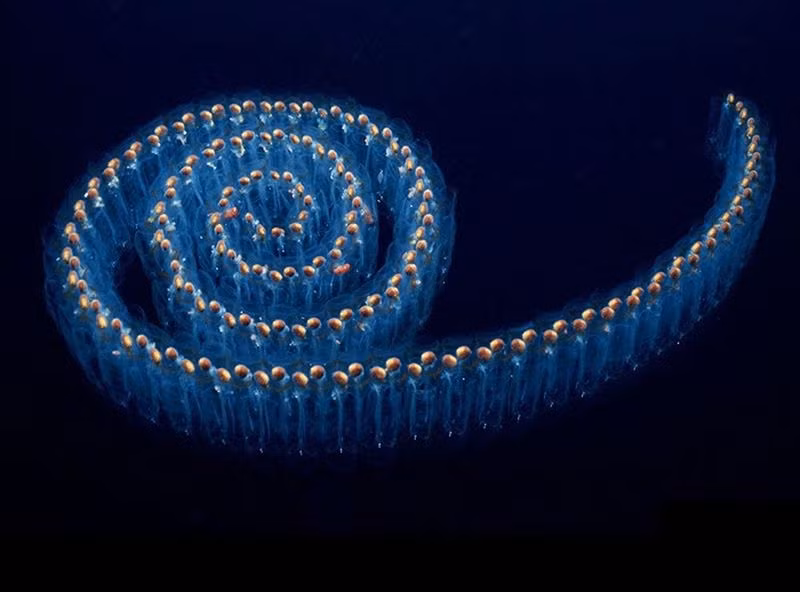 Salp là một loài sinh vật biển có thân trong suốt giống như thạch, sinh sống ở những vùng biển lạnh, thường liên kết thành một chuỗi dài hoặc sống đơn lẻ tùy vào từng chu kì. Thức ăn của chúng là các sinh vật phù du. Salp rất phổ biến ở vùng xích đạo trên biển, khí hậu ôn hòa và vùng lạnh.