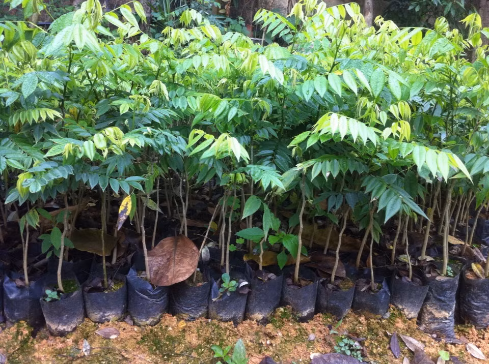 Tuy nhiên kỹ thuật trồng cây sưa làm sao để mang lại hiệu quả kinh tế cao nhất quả thực không hề đơn giản. Bởi cây sưa là loài trồng lâu năm lại quý hiếm nên đòi hỏi người trồng cây sưa phải thực sự kiên trì.