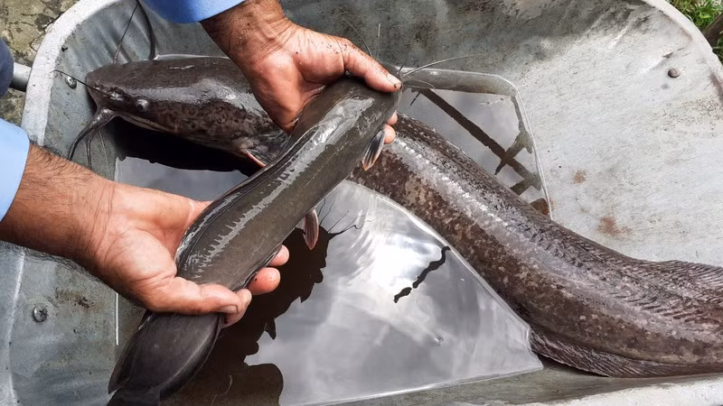 Cá dài hơn 1 m, có 8 sợi râu, mỗi sợi dài gần 20 cm. Đầu cá nơi rộng nhất 20 cm, hai chóp mang phía trước cách xa nhau đến 50 cm.