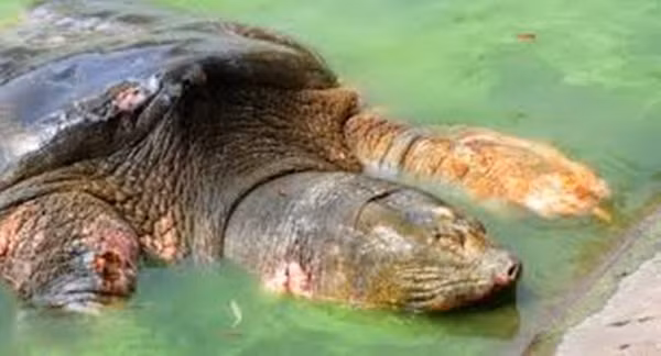Cụ rùa Hồ Gươm thuộc loài rùa Hoàn Kiếm (còn gọi là giải Thượng Hải khổng lồ) được ghi nhận là loài rùa quý hiếm nhất thế giới. Loài rùa từng phân bố ở một vùng rộng lớn từ phía nam sông Trường Giang (Trung Quốc) đến miền Bắc nước ta. Tại Việt Nam, loài rùa khổng lồ này từng có mặt ở 18 tỉnh, thành phố, phủ rộng từ Bắc bộ đến Bắc Trung bộ.