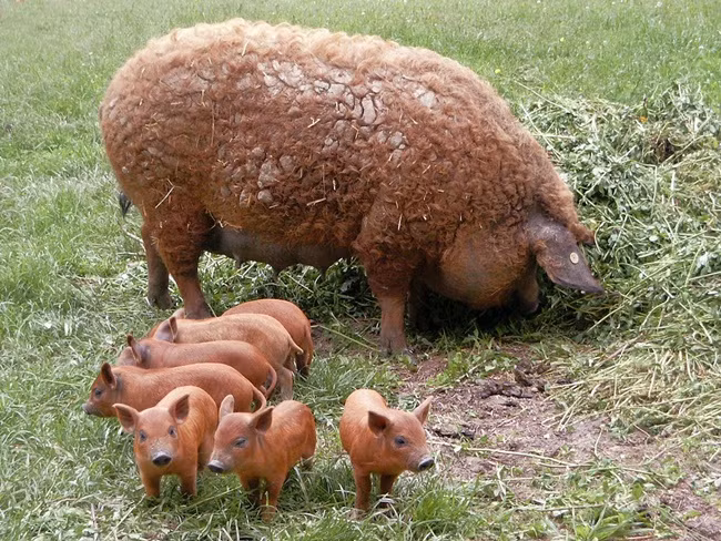 Giá bán lợn Mangalica hiện nay khoảng gần 30 USD/kg (~690.000 đồng).