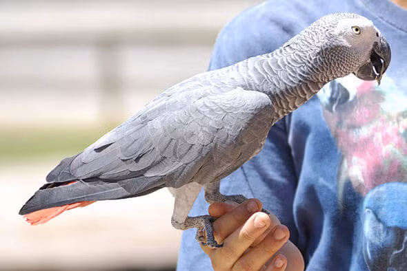 Đây là loài chim thông minh nhất thế giới, chúng không chỉ nghe, hiểu mà còn có thể bắt chước giọng nói của con người và những loài động vật xung quanh như chó, mèo, huýt sáo… rất nhanh.