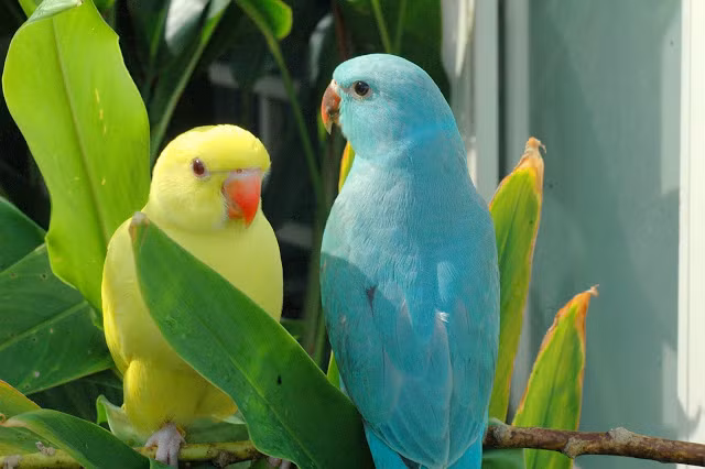 3. Vẹt Indian Ring Parakeet: Loài chim vẹt Indian Ring Parakeet có thể học được khoảng 200 - 250 từ.