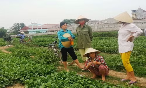 Thiet hai nang vi VTV dan dung clip, nguoi trong rau doi boi thuong