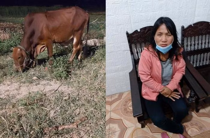  "Nữ quái" bị bắt khi đang đưa con bò vừa trộm được đi bán: Nguyễn Thị Nga (SN 1983, trú phường Mai Hùng, thị xã Hoàng Mai, Nghệ An) đã lợi dụng đêm vắng, chủ nhà ngủ say, Nga lẻn vào một ngôi nhà tại xã Quỳnh Liên, thị xã Hoàng Mai bắt trộm con bò trị giá hàng chục triệu đồng. Ngày 24/6, trên đường mang bò đi bán, Nga bị Công an phát hiện và bắt giữ.