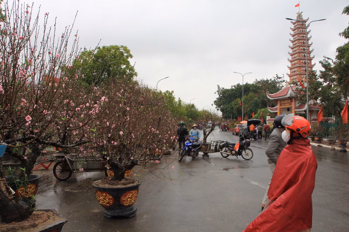 Mặc áo mưa, ngắm đào quất và lựa chọn cho gia đình một cây cảnh ưng ý.