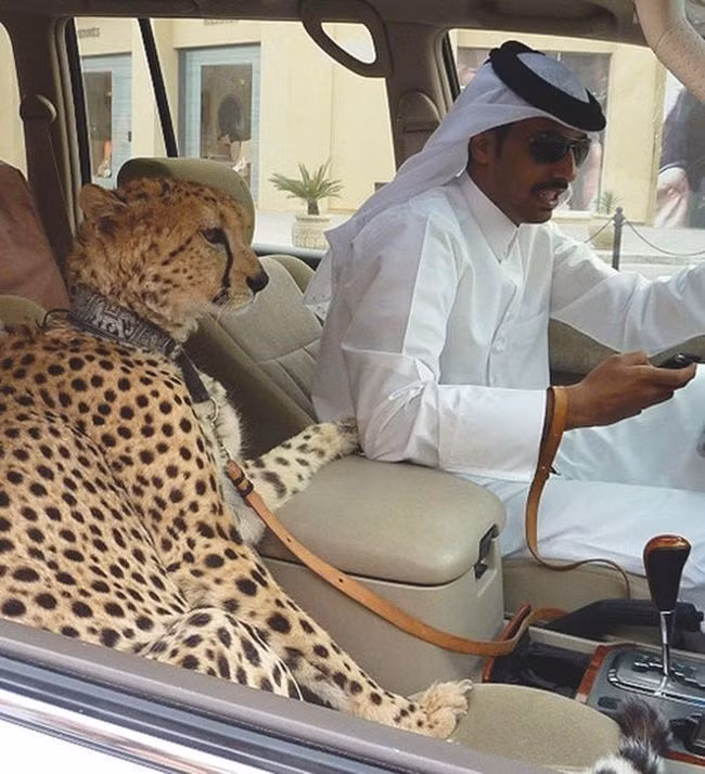 Nhiều người dân ở Dubai nuôi báo, hổ làm thú cưng thay vì chó mèo như những quốc gia khác.