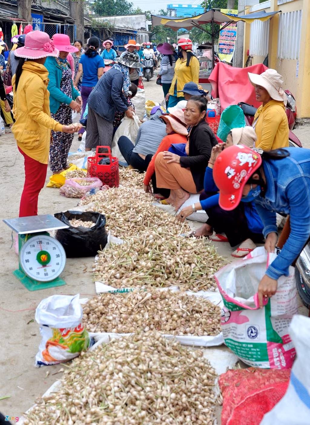Nông dân tập kết từng ụ nông sản thẳng hàng để thương lái dễ chọn lựa, thu mua.