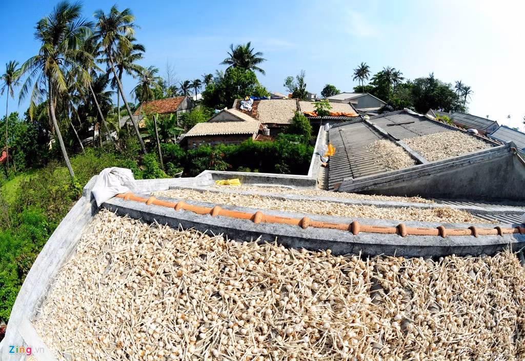 Theo lãnh đạo huyện Lý Sơn, trung bình mỗi năm nông dân đảo này trồng hơn 310 ha tỏi, sản lượng hơn 2.000 tấn, doanh thu từ loại cây này hơn 100 tỷ đồng.