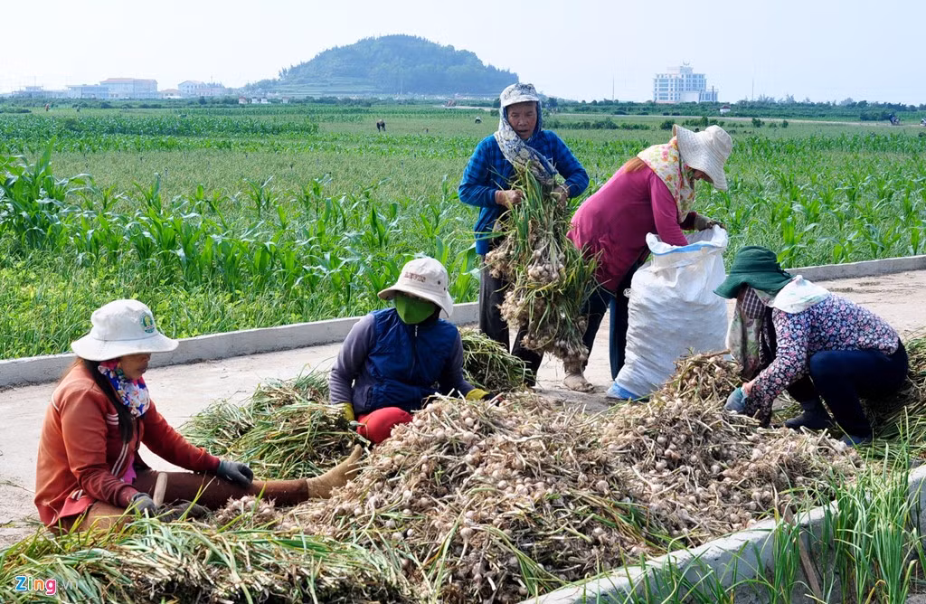 Cây tỏi sau khi thu hoạch, nông dân cắt bỏ lá, rễ ngay tại ruộng rồi gom củ vào bao tải chở về nhà.