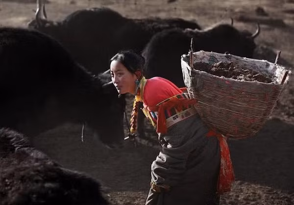 Người dân không thể đốn cây lấy củi như ở đồng bằng, do đó phải thu gom phân bò làm chất đốt thay thế.