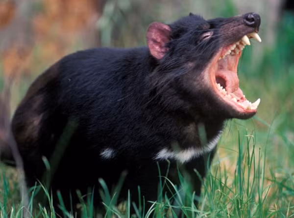 Với kích thước tương đương với loài chó cảnh, quỷ Tasmania nổi tiếng vì sự hung dữ và bộ hàm mạnh mẽ, vốn có thể gặm những khối thịt lớn thành mảnh vụn trong vài phút.