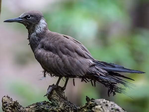 Sau khi loại bỏ các trường hợp, ông kết luận rằng: "Cây Pisonia không thu được lợi ích cụ thể nào từ những con chim tử vong do mắc vào bẫy hạt của chúng."