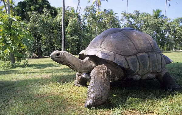 Là loài bò sát chậm nhất hành tinh, rùa khổng lồ có trọng lượng trung bình 300 kg.