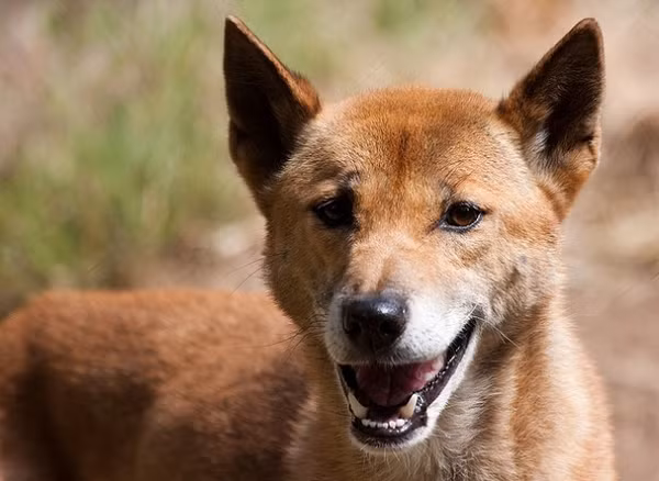Dù hệ gene của chúng không giống nhau hoàn toàn, nhóm nghiên cứu cho rằng chó cao nguyên chính là chó biết hát New Guinea hoang dã.