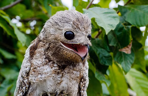 Khi ngủ, Potoo sẽ tạo một tư thế ''ngẩng cao đầu'' để ngụy trang thành một cành cây khô, bộ lông của chúng được xem là tuyệt tác của thiên nhiên giúp chúng hòa mình vào môi trường và che mắt kẻ thù.