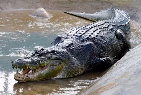 Khá nổi tiếng nhờ kích cỡ, cá sấu châu Mỹ có thể dài tới 4,6m, nặng 900kg. Loài cá sấu này được tìm thấy ở miền nam Mexico, Trung Mỹ, vùng cận Caribbean và miền bắc Nam Mỹ.