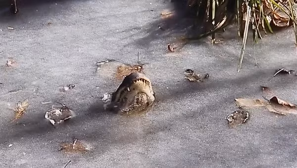 Công viên Shallotte River Swamp ở Bắc Carolina, Mỹ đã đăng một video ghi lại hình ảnh những con cá sấu thực hiện một tư thế lạ khi chỉ ngóc phần mũi lên khỏi mặt băng.