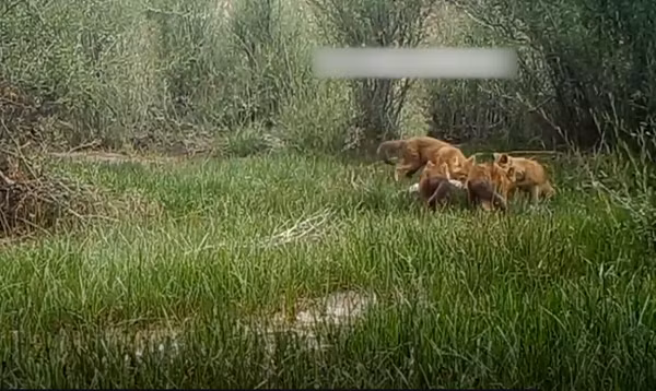 Sói đỏ thích ứng tốt với các môi trường sống. Thông thường nó sinh sống trong các rừng cây lá sớm rụng khô và ẩm cũng như các rừng mưa nhiệt đới, để có sự ẩn nấp tốt cho việc săn mồi.