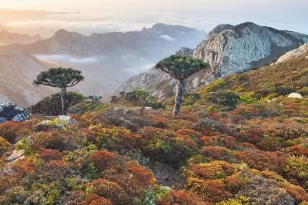 Một trong các giống cây nổi bật nhất của quần đảo Socotra là cây máu rồng (Dracaena cinnabari), có hình thù kì lạ trông giống hệt một chiếc ô.