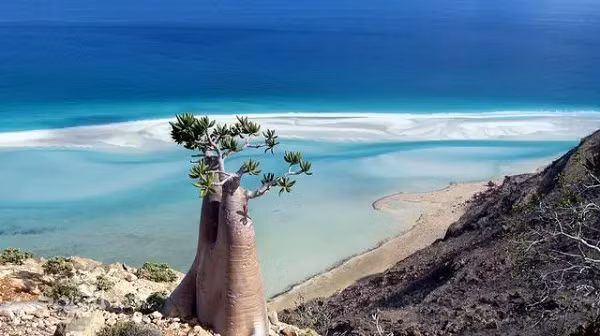  Đảo Socotra nằm ở Ấn Độ Dương, cách đất liền Yemem 220 dặm, được mệnh danh là vùng đất ngoài hành tinh với sự xuất hiện của hàng loạt giống cây và động vật kỳ lạ. Chúng tồn tại trong môi trường khô nóng và lộng gió.