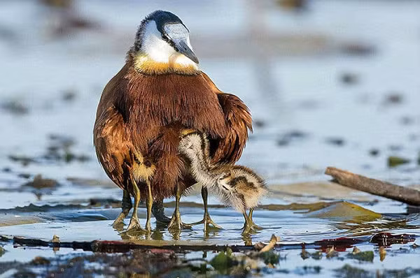 Chim Jacana mào đỏ hiện đang được liệt vào danh sách lâm nguy tại khu vực New South Wales (Úc).