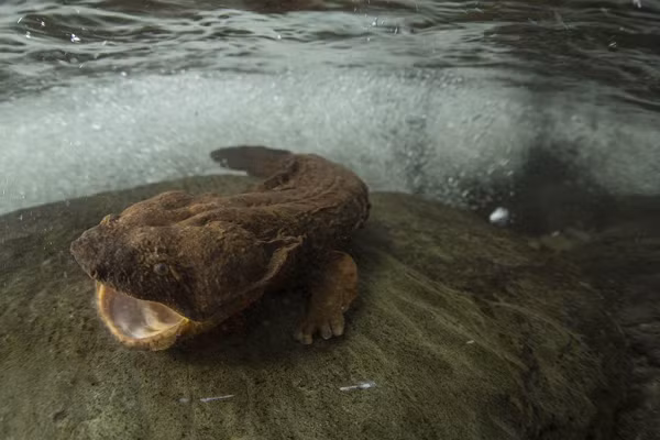 Kỳ giông Hellbender là loài kỳ giông thủy sinh lớn nhất ở Mỹ với chiều dài hơn 70 cm. Nhờ kích thước quá cỡ của mình mà đôi khi chúng được gọi là kỳ giông khổng lồ.