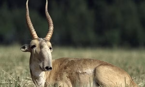 Linh dương Saiga là động vật bầy đàn, không xuất hiện một mình trong tự nhiên. Chúng thường tập hợp thành nhiều đàn, con đầu đàn rất mạnh mẽ và giàu kinh nghiệm.