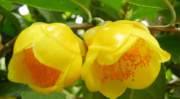  Trà hoa vàng là cây thân gỗ nhỏ, thường có màu xanh, cao khoảng 2-5m, cành thưa, vỏ cây màu vàng xám nhạt, họ sơn trà (Theaceae).