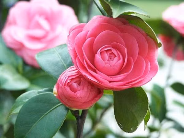 Quả của cây sơn trà còn được gọi với cái tên thân thương là “quả táo gai”, có thể ăn được, mùi hương rất thơm và lạ miệng. Lá cây sơn trà có dạng dài, mọc thành cụm trên những cành non.