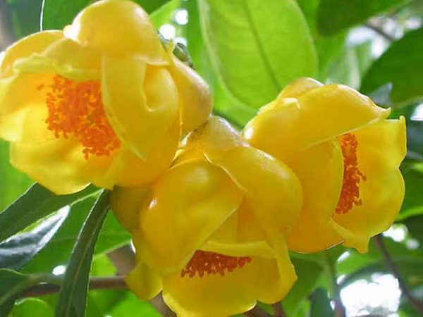 Trà hoa vàng là loại trà rừng, mọc hoang dại ở khắp các tỉnh miền núi phía Bắc nước ta. Hiện nay trà hoa vàng thường mọc nhiều ở các tỉnh Quảng Ninh, Lạng Sơn, Bắc Giang, Yên Bái, Phú Thọ, Hòa Bình….