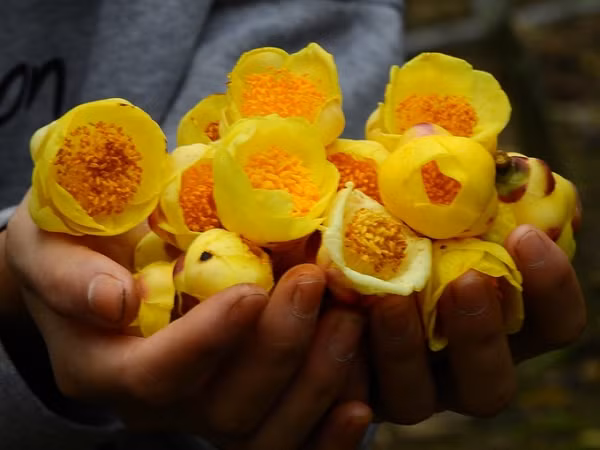 Hoa mọc ở nách lá mới mọc riêng lẻ. Màu vàng kim có sáp bóng, đẹp mắt, long lanh có cảm giác trong suốt. Đường kính hoa 5-6cm, dạng cốc hoặc bát, thế hóa đa dạng và kiều diễm.