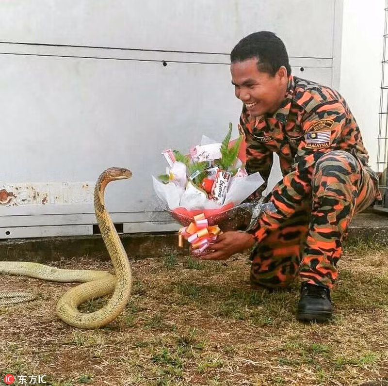 Người đàn ông có tên Abu Zarin Hussin, một lính cứu hỏa ở Malaysia dường như sinh ra đã có khả năng đối phó với rắn độc. Việc đào tạo rắn hổ mang, gần gũi, thân thiết với chúng của Abu dọa nhiều người giật mình thon thót. Tuy nhiên, đối với dị nhân sống chung với rắn hổ mang này, loài bò sát độc bậc nhất thế giới chẳng có gì nguy hiểm. (Nguồn Sina)