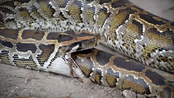Đáng nói, hành vi ăn thịt đồng loại của trăn khổng lồ không chỉ xảy ra ở loài anaconda mà còn xảy ra ở những loài trăn có kích thước khủng khác, điển hình như trăn Miến Điện, trăn đá châu Phi. Tuy nhiên, những trường hợp này cũng rất hiếm, xảy ra ở loài rắn thường xuyên hơn. (Ảnh: Pinterest)