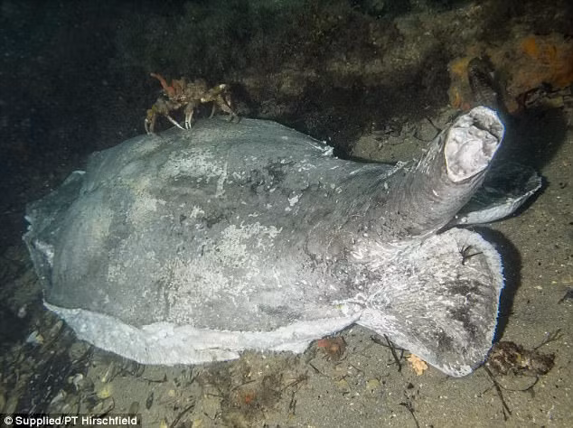 Cá đuối Fiddler hay còn gọi là cá đuối vây tia, là một chi của loài guitarfish, họ Rhinobatidae. Hai loài này được tìm thấy dọc theo bờ biển phía đông và phía nam của Australia. (Nguồn Dailymail)