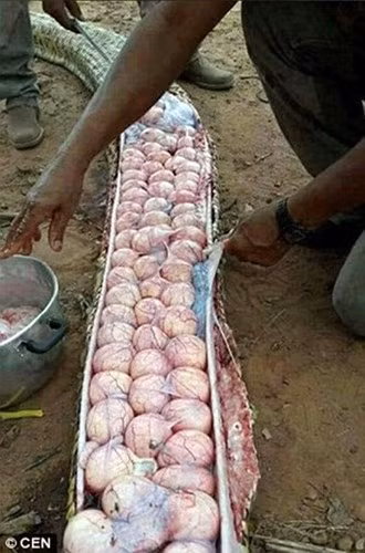 Sau khi phát hiện ra ổ trứng, người dân nơi đây bóc tách những quả trứng từ bụng con trăn khổng lồ và sử dụng số trứng trăn kiếm được để nấu ăn. Họ coi đây là một món ăn hiếm. (Ảnh: Metro)
