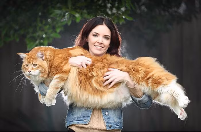 Chú mèo khổng lồ Omar, thuộc giống mèo lông dài Maine Coon, hiện đang sống tại Melbourne, Australia cùng với chủ nhân của mình là vợ chồng cô Stephy Hirst. Khi được nhận nuôi, Omar cũng nhỏ nhắn xinh xắn như qua thời gian, chú mèo ngày càng phát triển theo chiều hướng khổng lồ. (Nguồn Bored Panda)