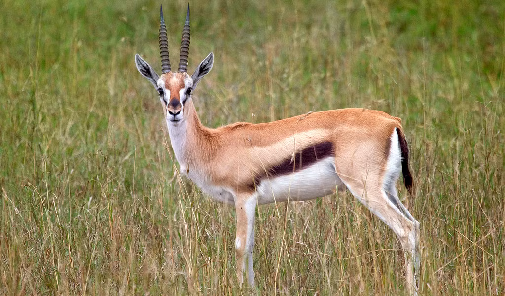 Theo tìm hiểu, linh dương Gazelle có giác quan rất nhạy và phản ứng cơ thể rất nhanh nhẹn mỗi khi biết mình bị tấn công, tuy nhiên chỉ cần sơ sảy chúng sẽ phải trả giá bằng cả tính mạng không thể nghi ngờ. (Ảnh: Animal Corner)