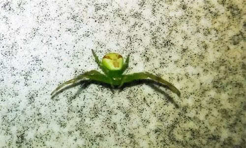 Cách đây không lâu, một người dân ở thành phố Penza, Nga cũng phát hiện ra một con nhện màu xanh lá cây có phần bụng trông giống khuôn mặt người ngoài hành tinh đang la hét ngay trong nhà mình. (Ảnh CEN)