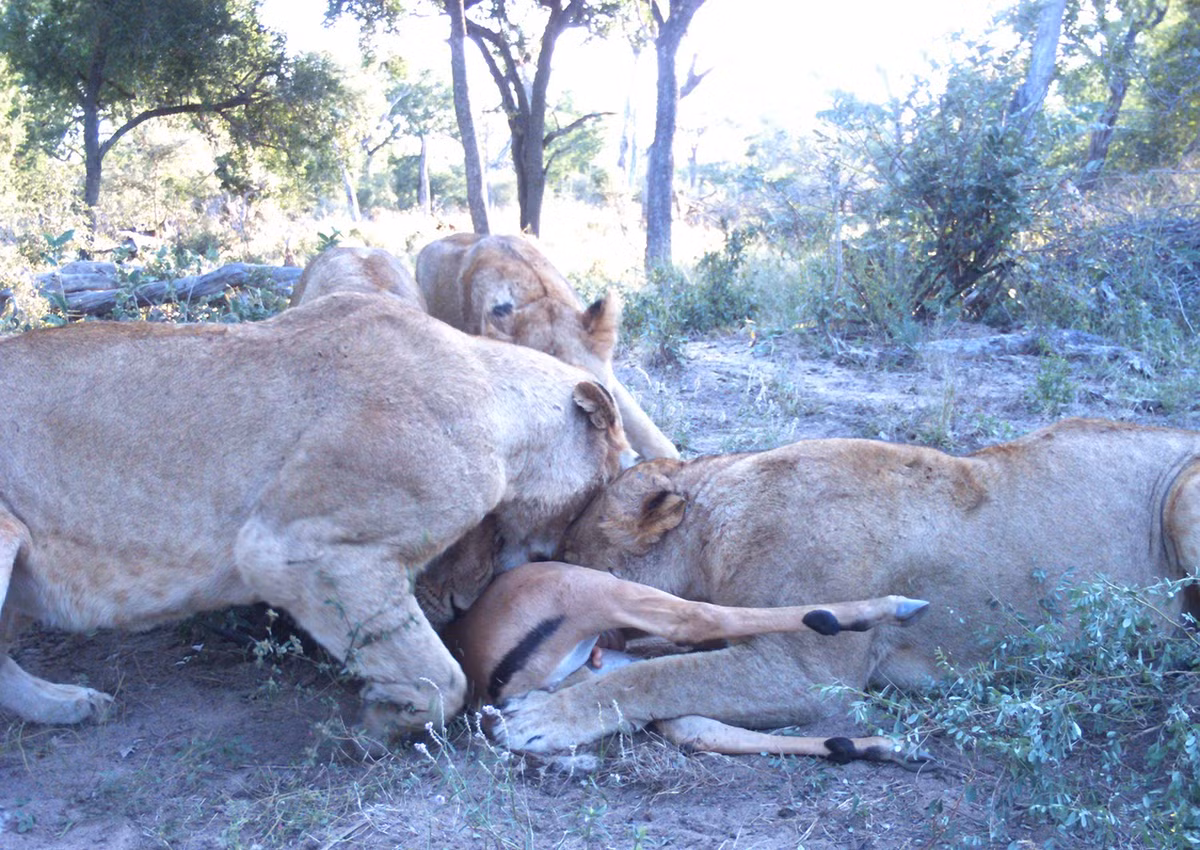 Không mất nhiều thời gian, những con sư tử cùng đàn cũng tới và nhanh chóng xé xác linh dương làm nhiều phần. (Nguồn Londolozi)
