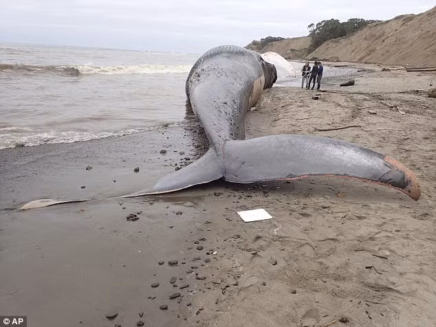 Schramm nói với Mercury News: "Chúng tôi không thể nói chắc chắn đó là một vụ va chạm với tàu lớn, nhưng có dấu hiệu chấn thương do lực lõm trên cơ thể nó. Tất cả các xương sườn của con cá voi chúng tôi đã kiểm tra đều bị gãy nát, vỡ ra, rất phù hợp với kiểu hình chấn thương do va chạm với tàu". (Ảnh: AP)