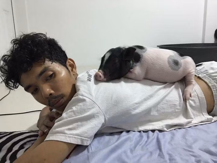 Những ngày gần đây, hình ảnh một người đàn ông Thái Lan được coi là dị nhân vì chăm sóc, nuôi dưỡng một con lợn cưng theo cách vô cùng đặc biệt đang gây xôn xao dư luận. (Nguồn Sina)