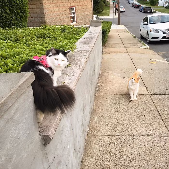 Theo chủ nhân của Sophie cho biết, ngay lần đầu gặp gỡ, Scottie đã chú ý đến Sophie tuy nhiên chú mèo vàng vẫn giữ khoảng cách nhất định. Chỉ là dù đứng ở bất cứ đâu, bất cứ góc nào, đôi mắt của Scottie vẫn khóa chặt lấy nàng mèo xinh đẹp mới tới. (Nguồn Bored Panda)