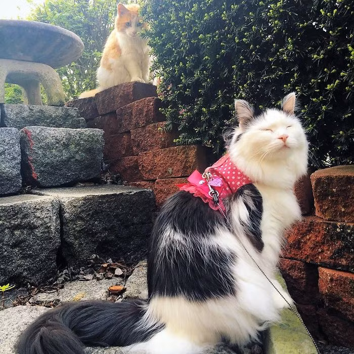 Chàng mèo vàng đang đứng dõi theo Sophie từ phía xa là Scottie, chú mèo hàng xóm đã mê mệt nàng mèo Sophie ngay từ lần gặp đầu tiên. (Nguồn Bored Panda)