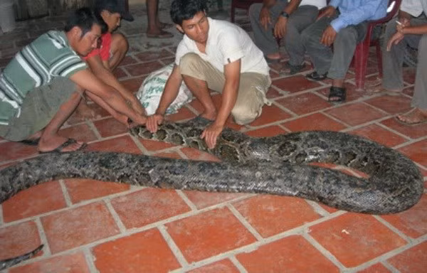 Trước đó, một nông dân ở Sóc Trăng cũng phát hiện một con trăn khổng lồ dài tới 6m, nặng gần 100kg trong khi đang làm rẫy. Khi bị bắt, con trăn đang chuẩn bị lột xác. Theo thông tin đăng tải, phải mất đến 10 người mới có thể nâng được con trăn này lên.